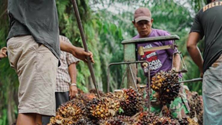 Ilustrasi harga TBS sawit kemitraan swadaya di Riau turun (foto/int)